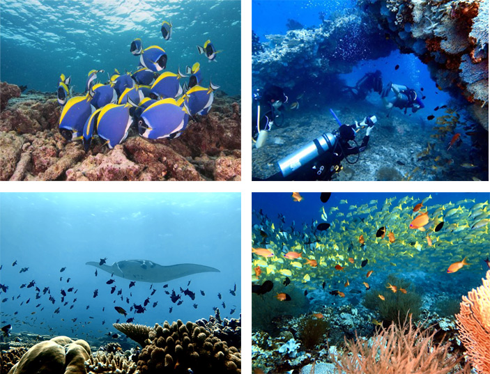 Kurs nurkowania Warszawa wyjazd na malediwy