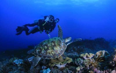 Wyprawa nurkowa do Hurghady w Egipcie!