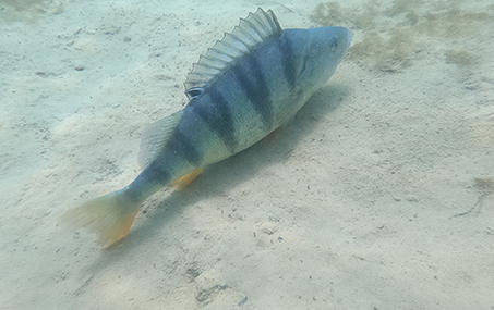 Wyjazd nurkowy jezioro Tarnobrzeskie