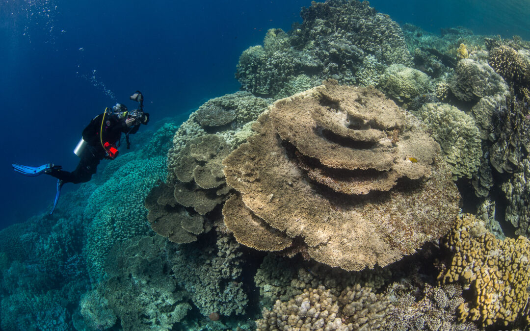 SAFARI NURKOWE TOP POŁUDNIA (10 – 17.10.2024)