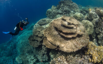 SAFARI NURKOWE TOP POŁUDNIA (10 – 17.10.2024)